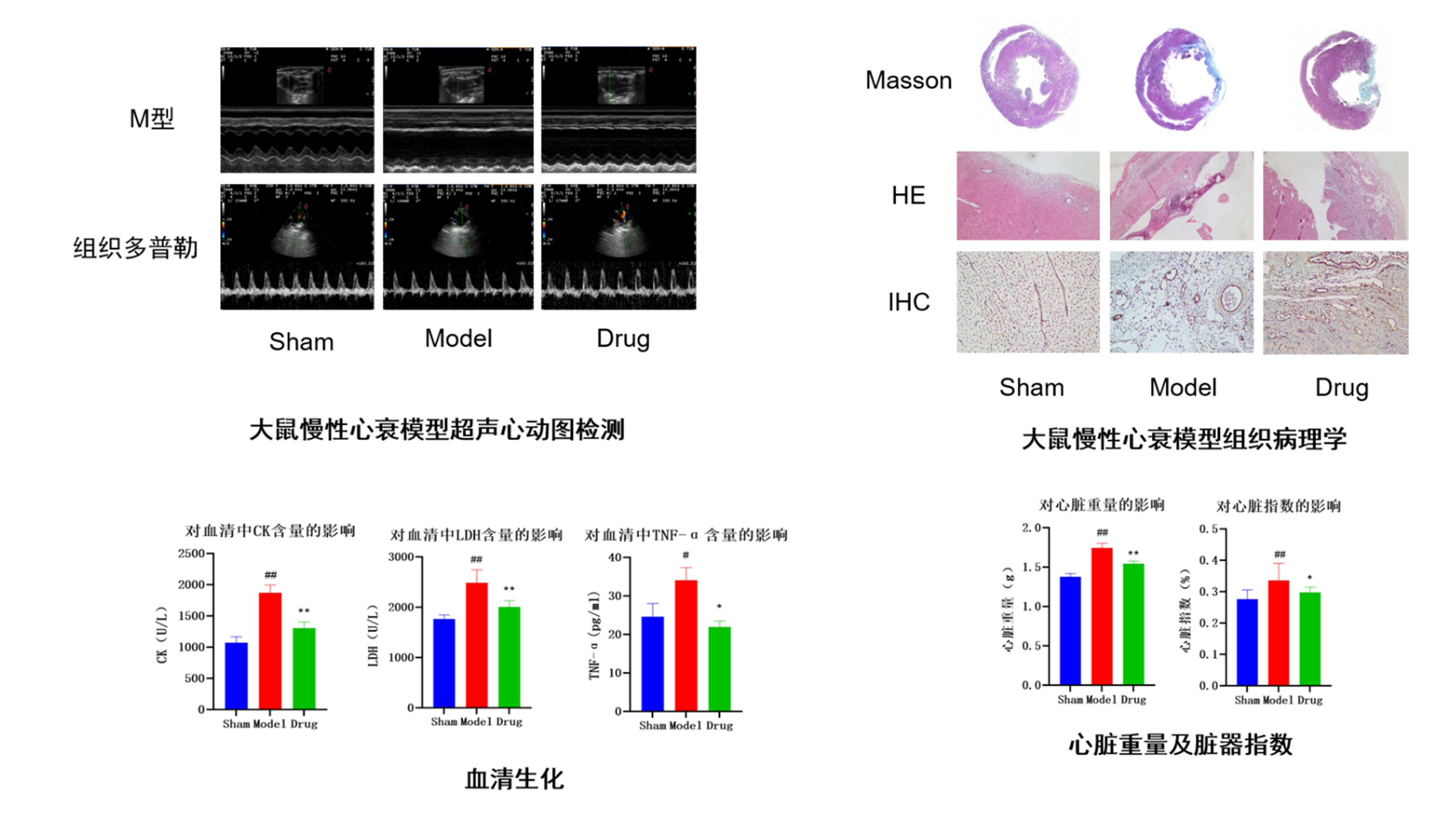 案例：慢性心衰大(da)鼠模型